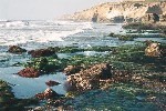 Tidepools Tidepools